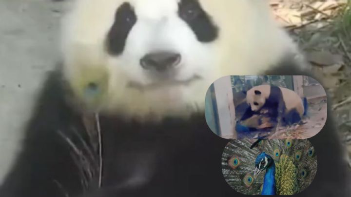 Panda enfurece al ver a un intruso en el zoológico; esto fue lo que hizo | VIDEO