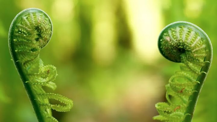 Conoce las plantas 'que hablan' y platican entre ellas