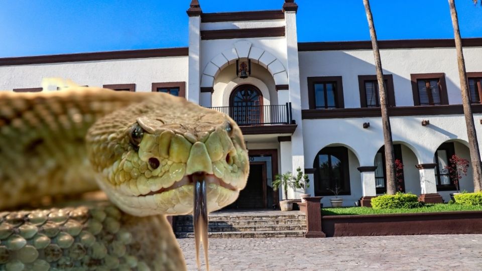 Serpientes en Nuevo León.