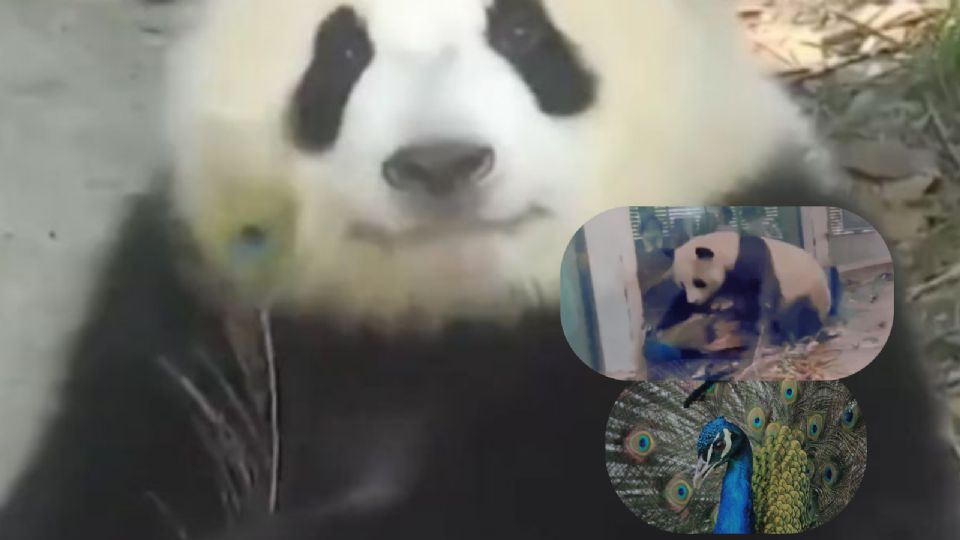 Asistentes quedaron sorprendidos por ataque de panda.