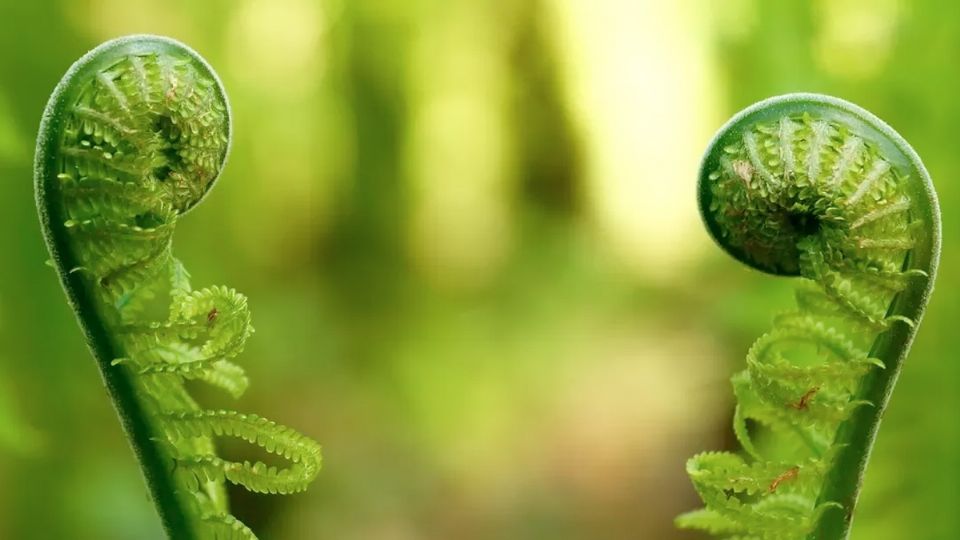 Plantas que se comunican.