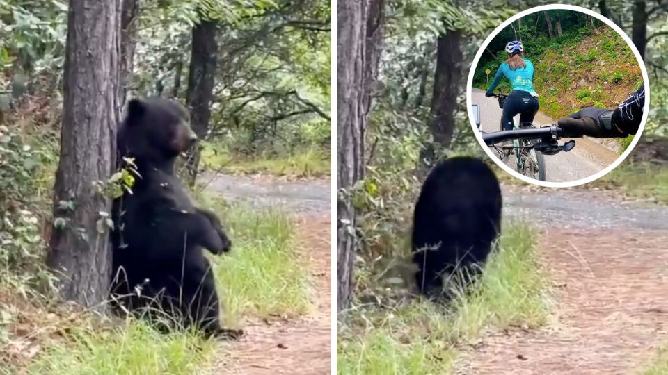 Un grupo de ciclistas se encontraron con el enorme ejemplar que rondaba por Parque Ecológico Chipinque