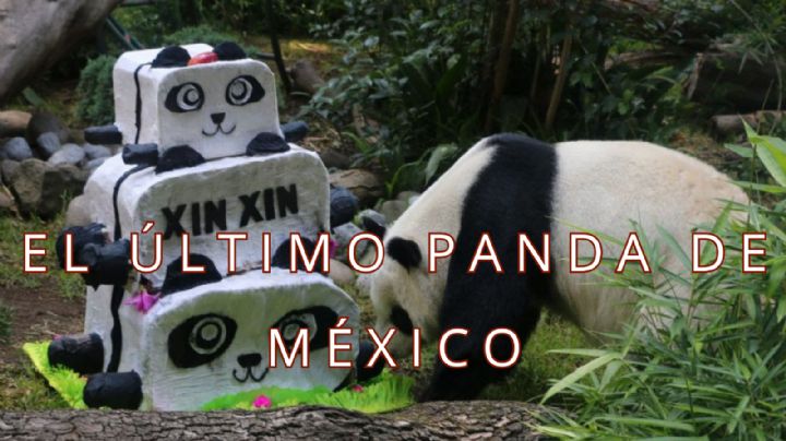 La última panda gigante en México está en sus últimos días; así preparan la despedida