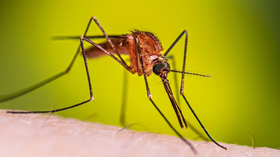 La picadura de este mosquito podría provocar enfermedades