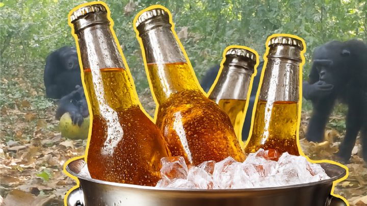 Chimpancés comparten 'tragos’ alcohólicos; su conducta es sorprendentemente humana, según estudio