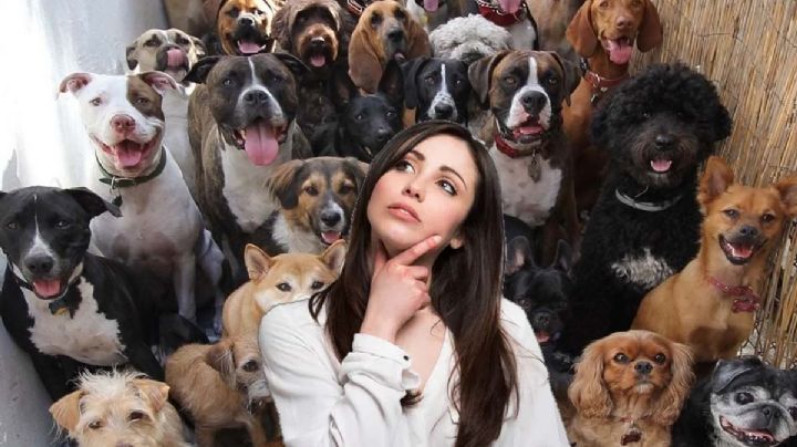 Esta es la raza de perro más cariñosa con los humanos y muy fácil de cuidar, según estudio