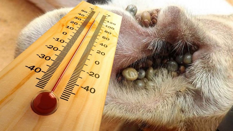 Con el calor aumenta la reproducción de garrapatas
