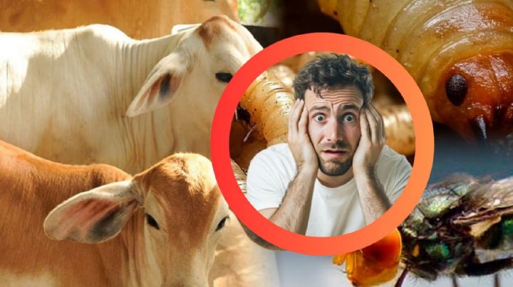 ¿Cuántos casos de gusano barrenador hay en México y qué tan peligroso es?