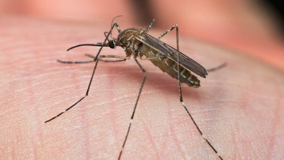 Las autoridades de salud de Texas alertaron sobre la enfermedad del Virus del Nilo Occidental