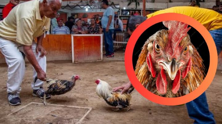 Hombre es apuñalado por gallo de pelea; murió desangrado antes de llegar al hospital
