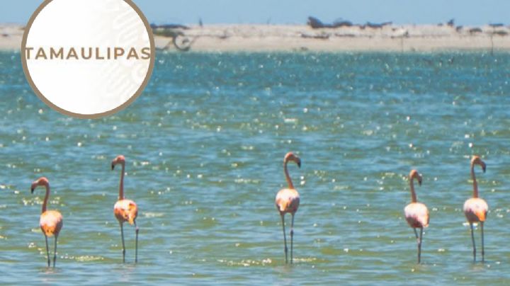 ¿Flamingos en Tamaulipas?; este animal aparece por primera vez en la historia en laguna de Altamira