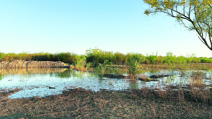 Lluvias en la región dan respiro al campo