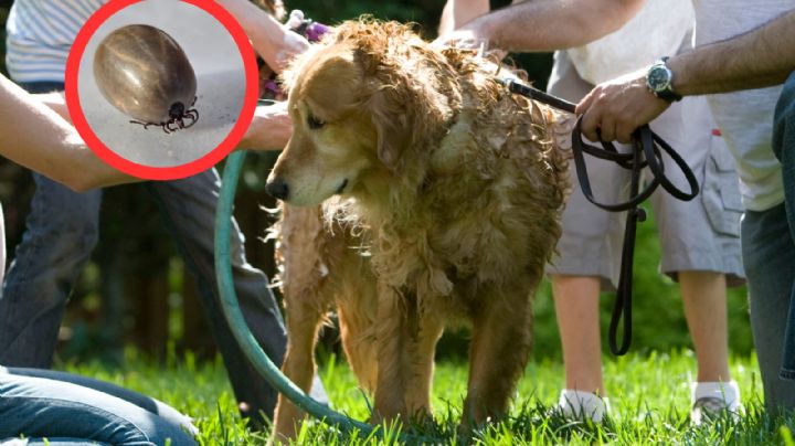 Por temporada de garrapatas en Nuevo Laredo, piden mantener sanas a mascotas