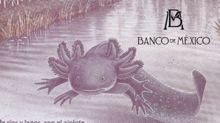 Hay más de 12 mdp sin ‘gastar’ en México debido al billete del ajolote, según encuesta de Banxico