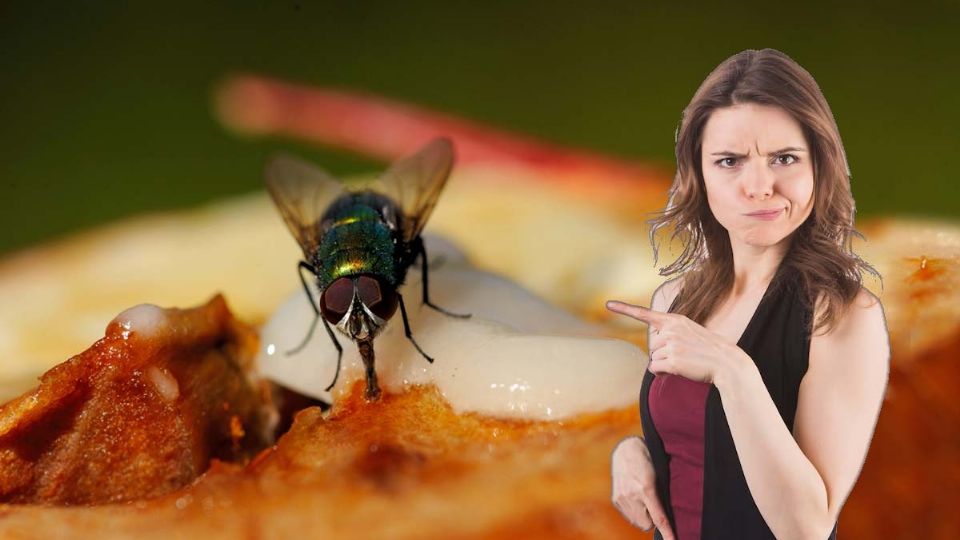 Por esta razón no debes dejar que una mosca se pare en tu plato