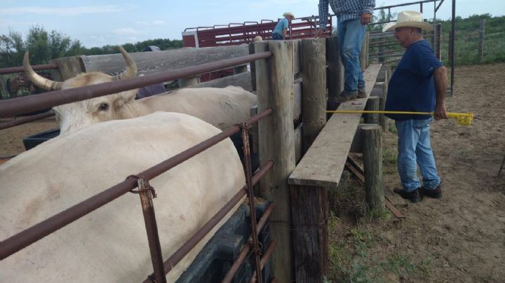 Ganaderos de Nuevo Laredo reciben ivermectina gratis para un campo más fuerte
