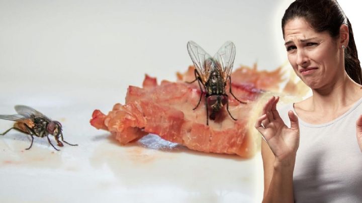Ahuyenta a las molestas moscas de tu casa; estos son los alimentos que más las atraen | VIDEO