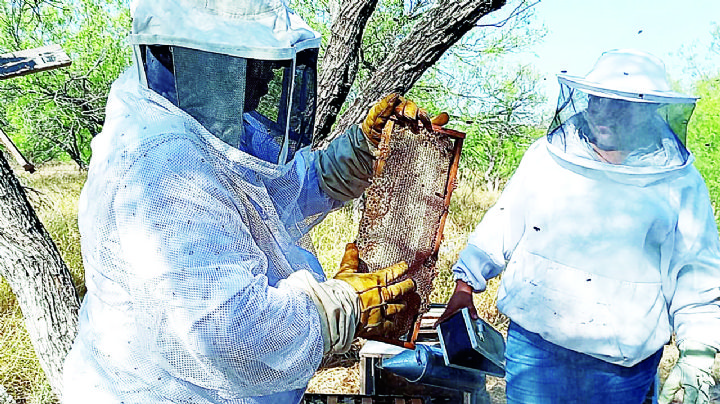 Familia de Nuevo Laredo rescata abejas y vende su miel