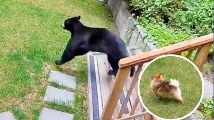 Perro pomeranio logra ahuyentar a un enorme oso que había entrado a su casa | VIDEO