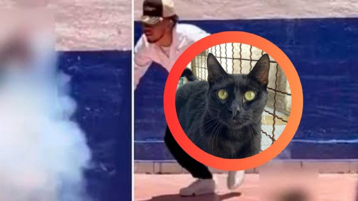 Estudiantes hacen explotar a gatito con pirotecnia y lo presumen en redes | IMÁGENES FUERTES