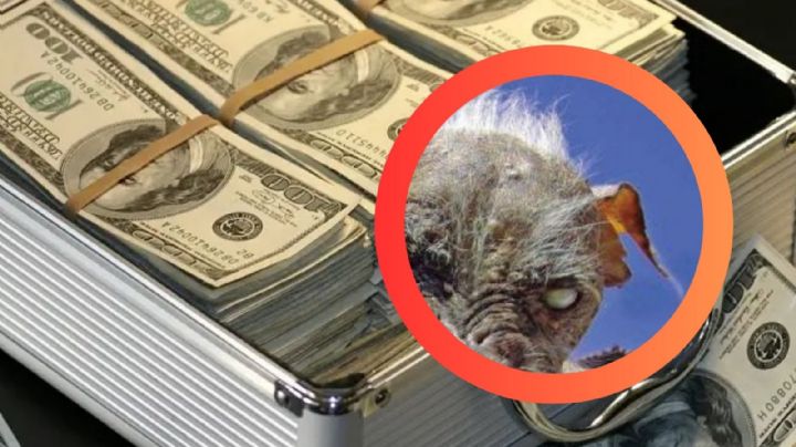 Petunia gana el Concurso del 'Perro Más Feo del Mundo 2025'; recibió premio de 5 mil dólares