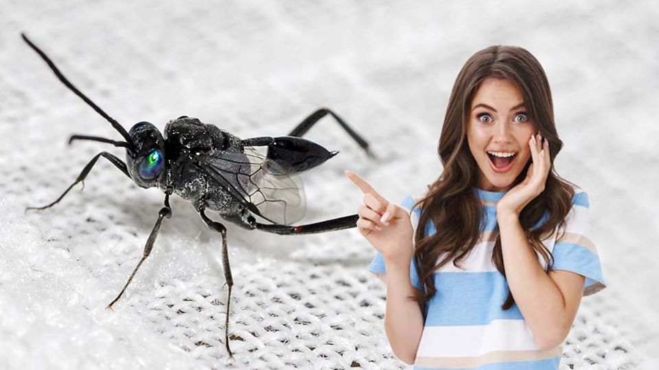 Esta avispa controla la población de cucarachas