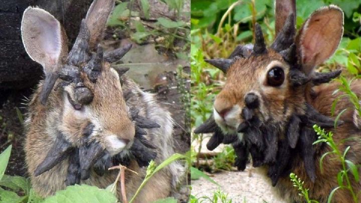 Alertan por aparición de conejos con 'tentáculos' en Estados Unidos; científicos explican