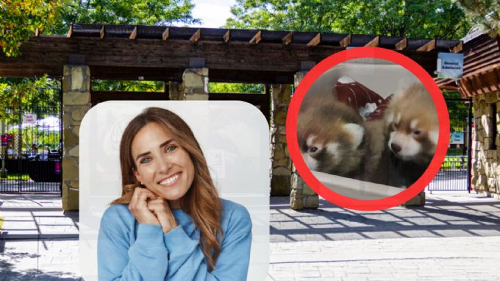 Apenas nacieron y ya derriten corazones con su pelaje rojo y negro