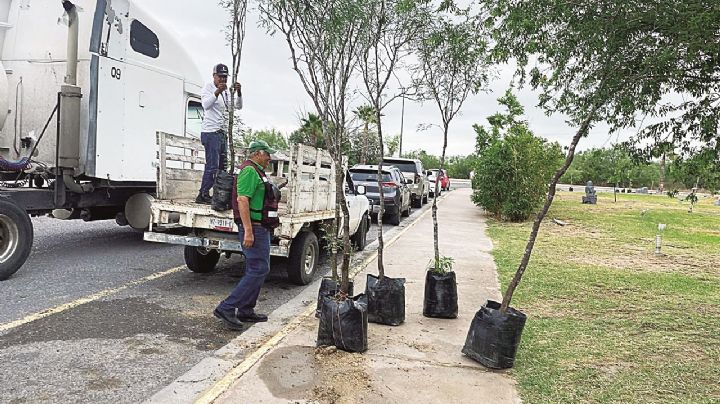 Superan árboles la intensa temporada de calor extremo en Nuevo Laredo