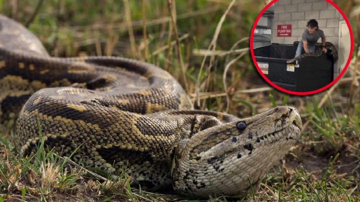 Mujer encuentra gigantesca serpiente de casi 6 metros en un contenedor de basura; ‘no podía creerlo’