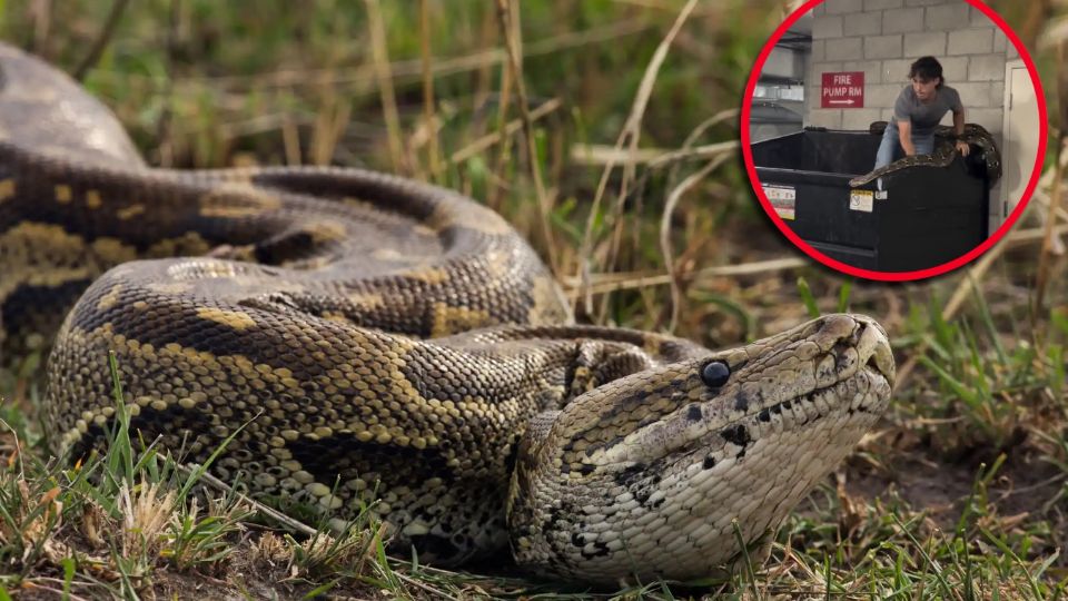 El abandono de Apples generó alarma, pues si un niño la hubiera encontrado primero podría haber terminado en una cuestión totalmente diferente