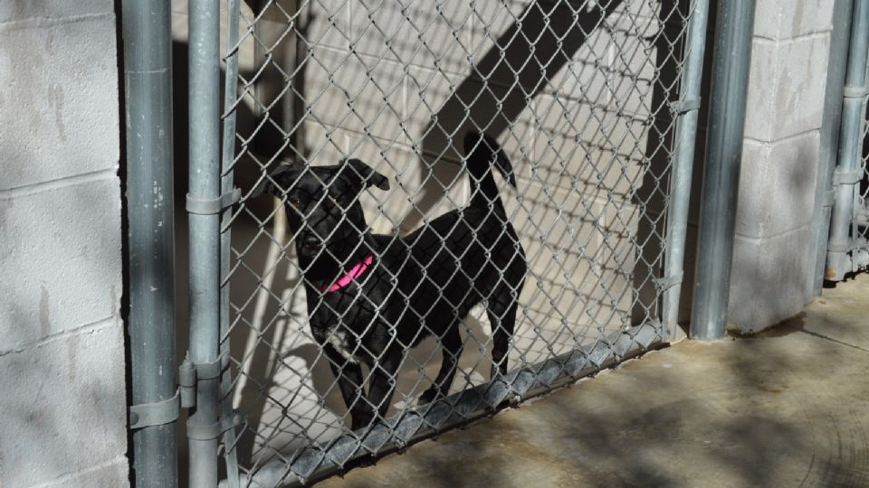 Los perritos buscan hogar.