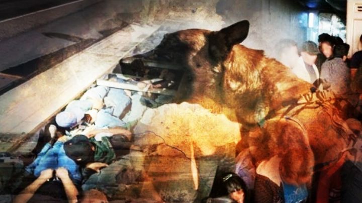 Usan camión de mensajería para esconder a 40 indocumentados en un doble fondo; perro los descubre