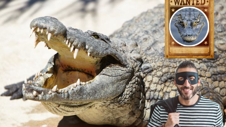 Investigan el robo de un cocodrilo en pleno zoológico de Veracruz; esto se sabe