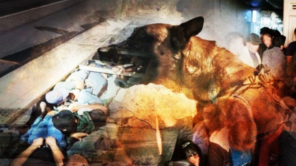 Un perro K9 detectó a los migrantes en el camión.