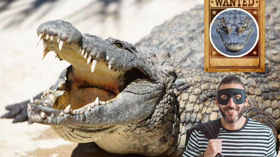 El animal desapareció dentro de un zoológico de Veracruz