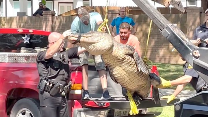 Los cocodrilos más grandes que han encontrado en las calles de Texas; son más rápidos que un hombre