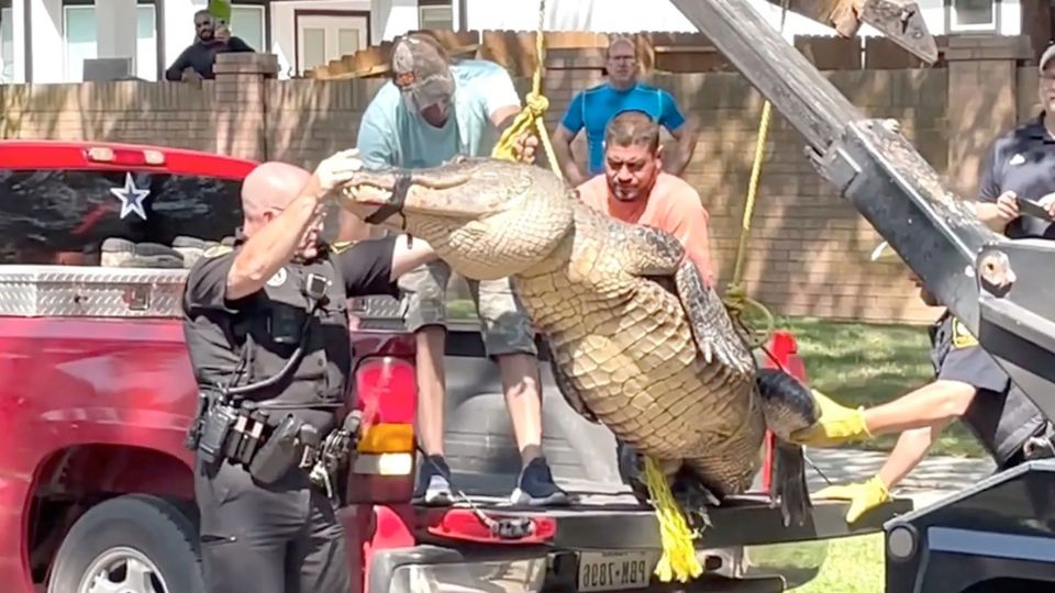 Cuidado con los cocodrilos suelto en las calles.