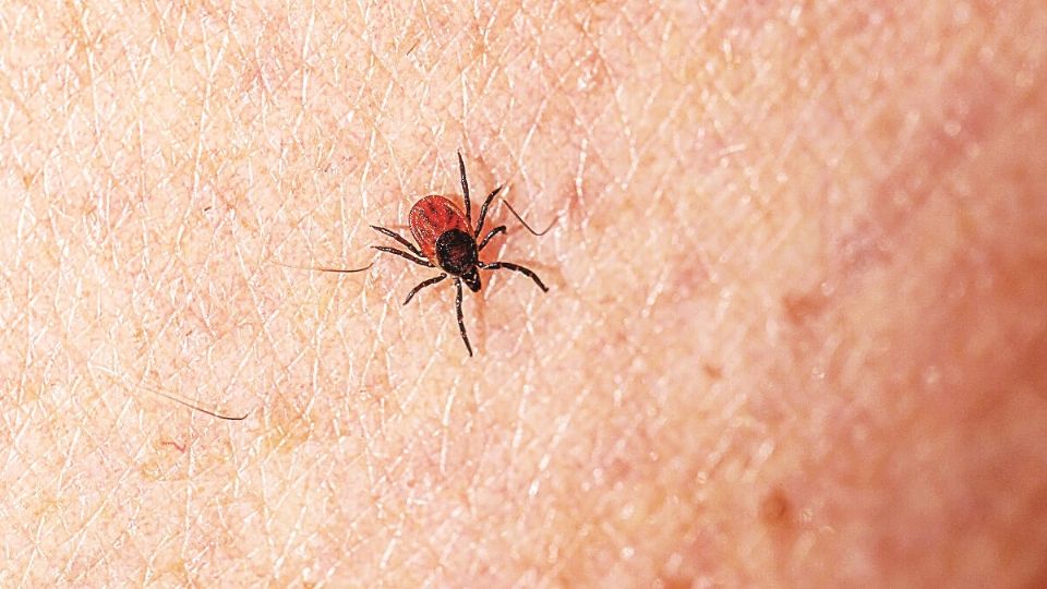 Las enfermedades por insectos son peligrosas.