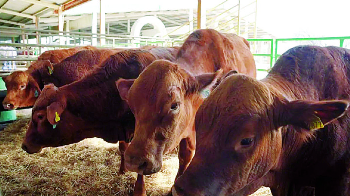 Será en septiembre Final del Primer Concurso Novillo Gordo