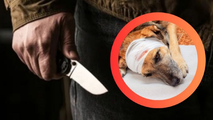 Hombre agrede brutalmente a perrito con cuchillo; le cercenó esta parte de su cuerpo