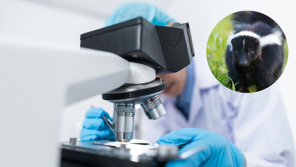 No hay alerta por rabia en humanos, pero mantienen vigilancia, acepta gobierno