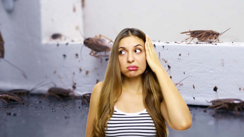 Estos insectos aumentan su prescencia en la temporada de lluvia