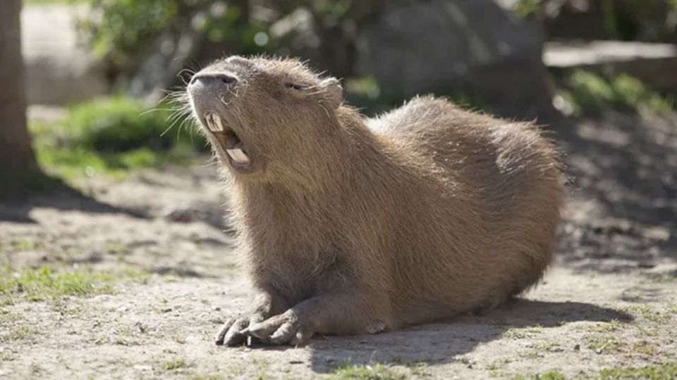 La rabia está presente en varias especies de mamíferos