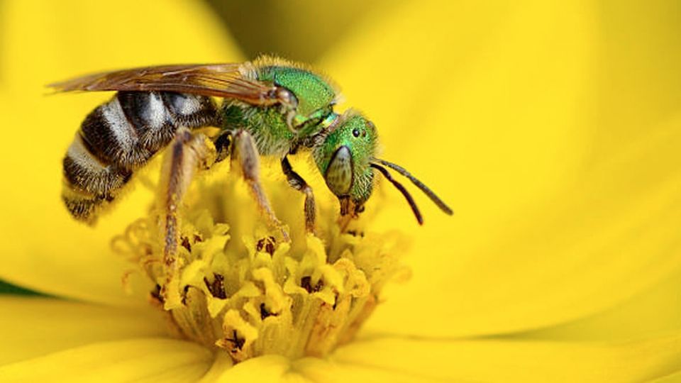 Abeja verde del sudor
