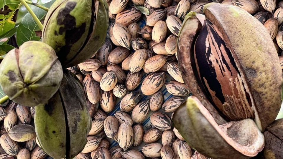 Esta por comenzar la temporada de la nuez en México