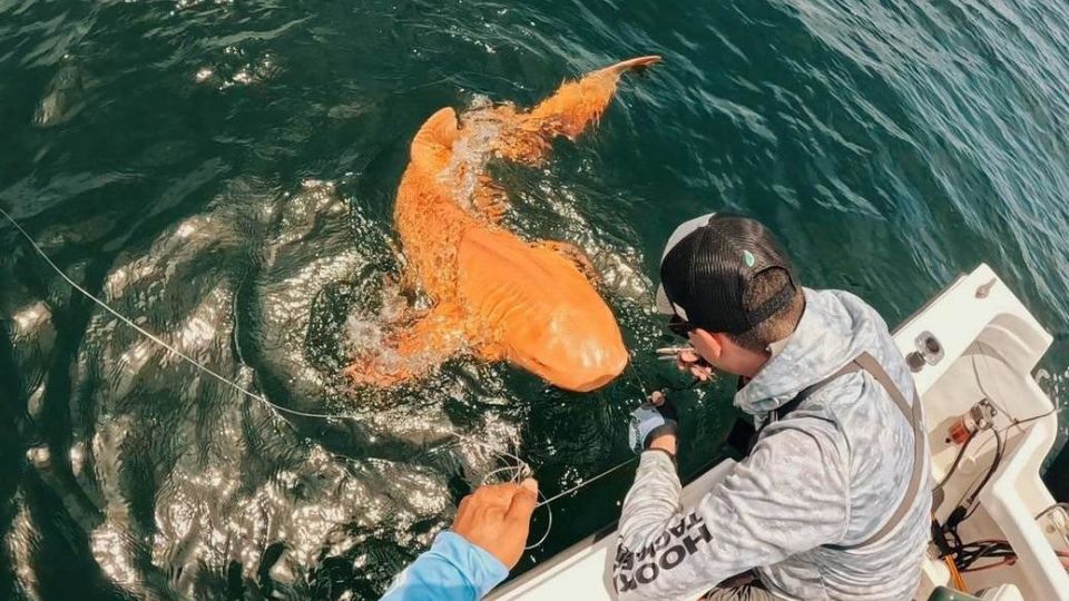 Esta rara especie de tiburón fue capturara por pescadores deportivos