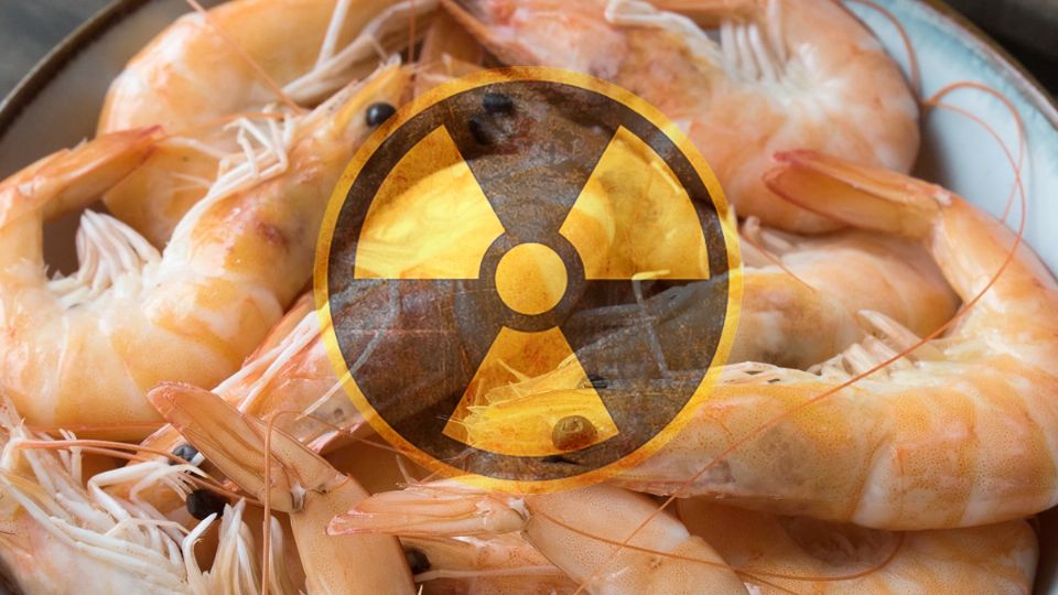 Detectan presencia de Cesio-137 en camarones