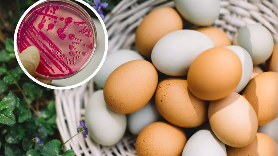 Retiran huevos contaminados