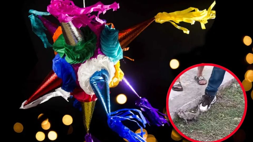 Las autoridades indicaron que ninguna tradición cultural, por arraigada que sea, puede estar por encima de la ley ni justificar la violación de los derechos y la integridad de los animales